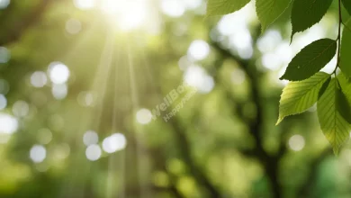 A serene forest scene with sunlight filtering through trees, representing the connection between nature and mindfulness