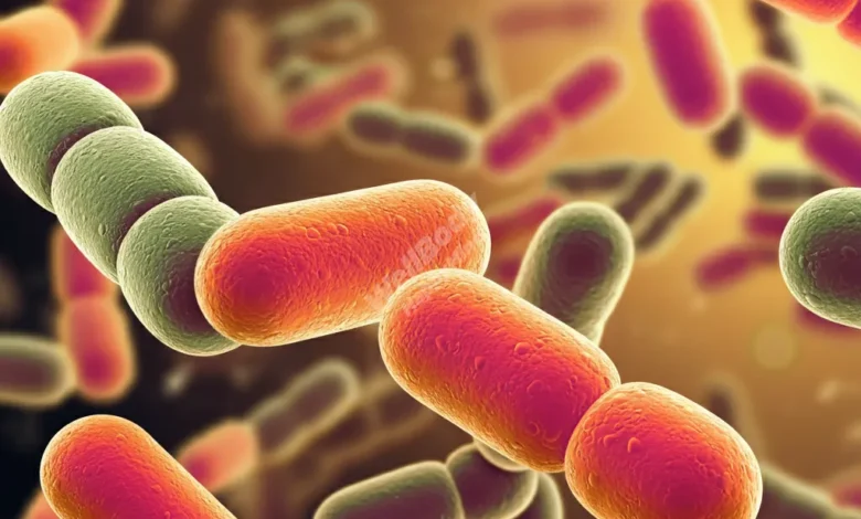 Close-up of a diverse array of colorful bacteria under a microscope